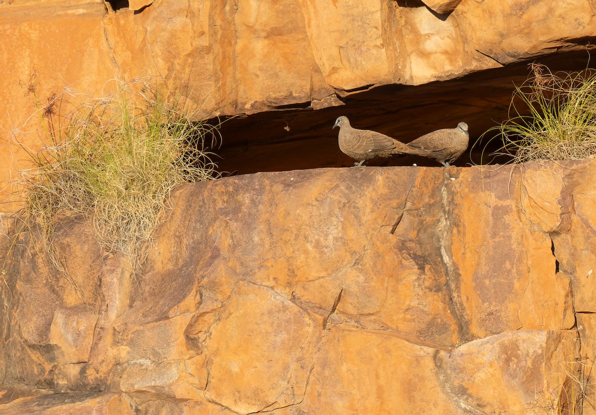 White-quilled Rock-Pigeon - ML620278347