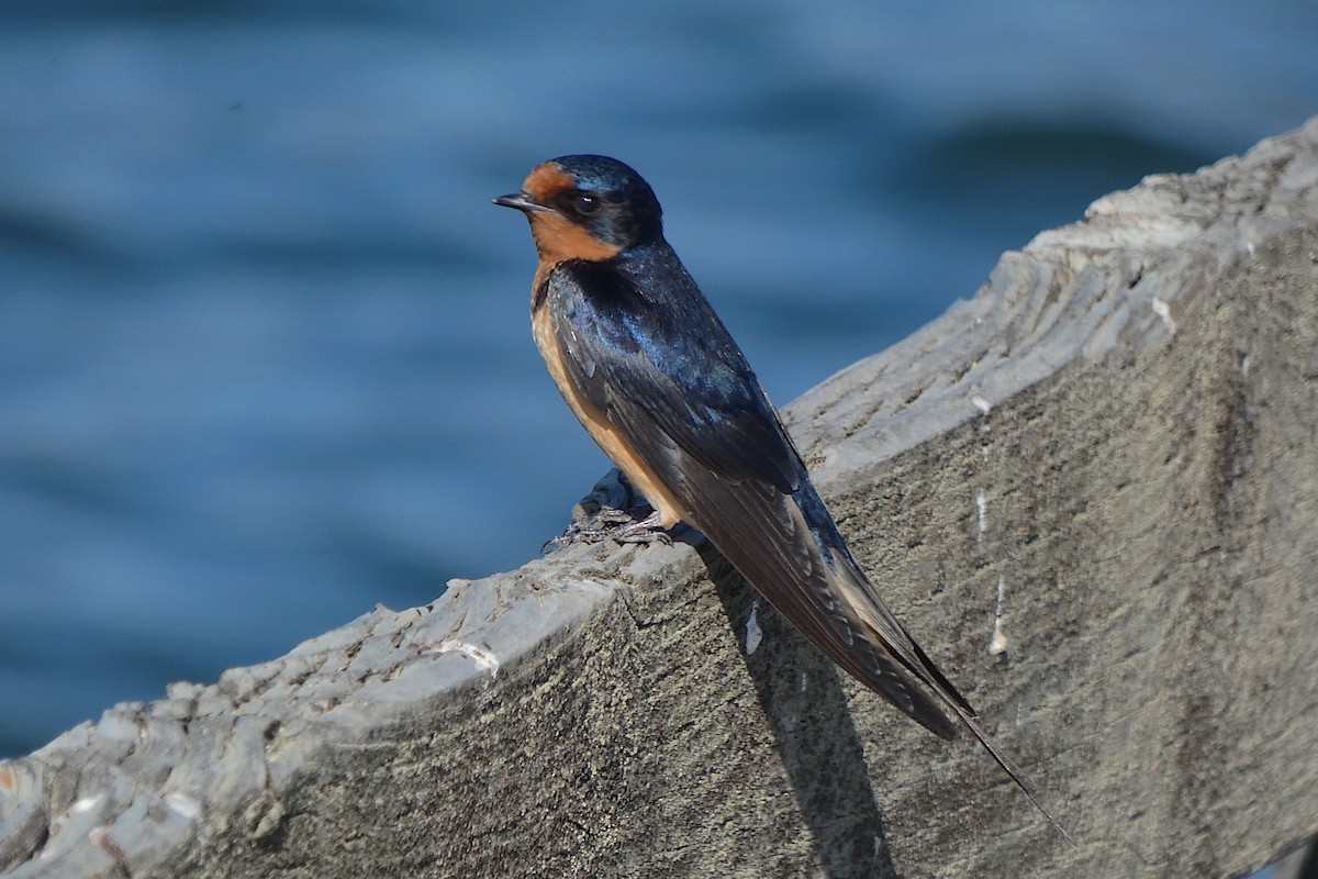 Barn Swallow - ML620278350