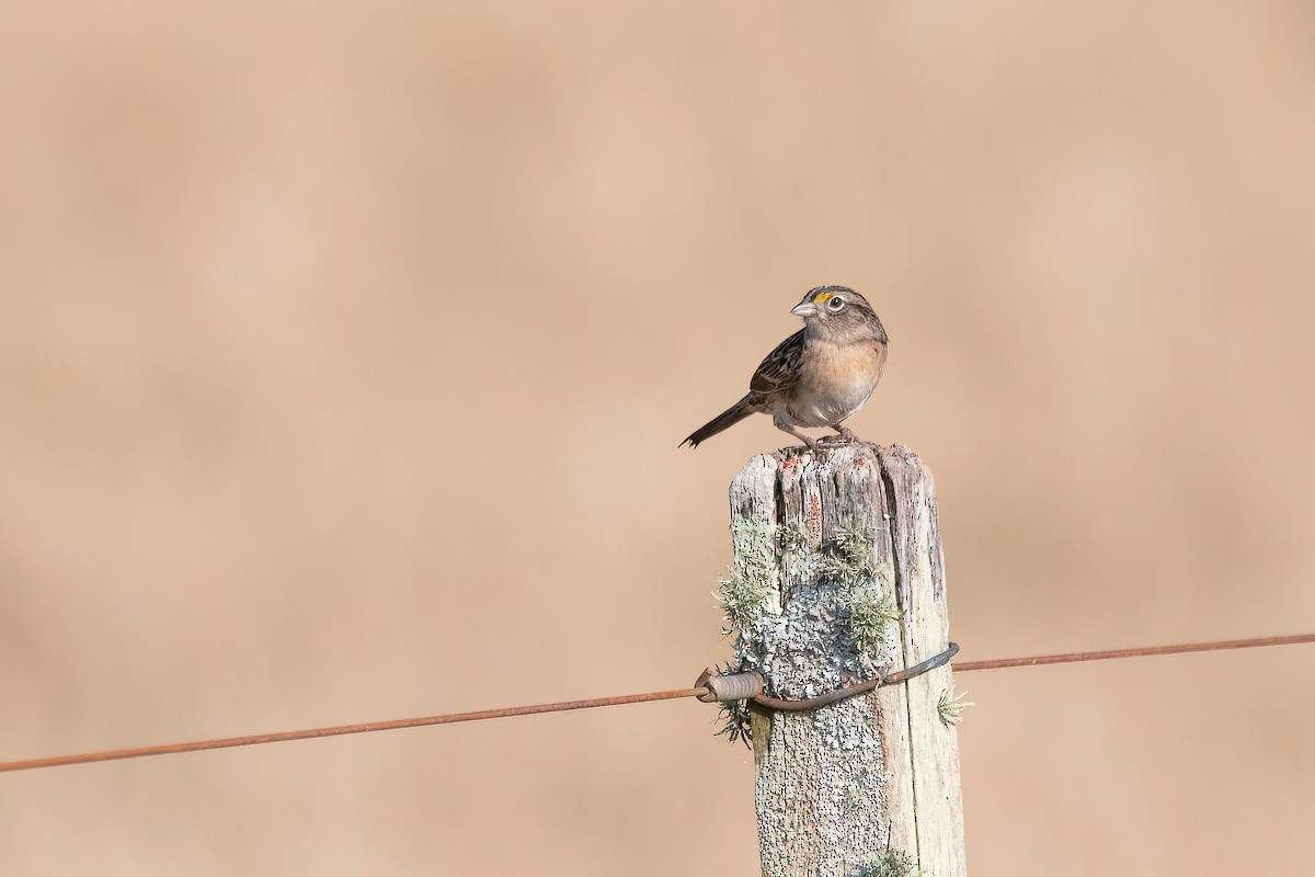 Grassland Sparrow - ML620278352