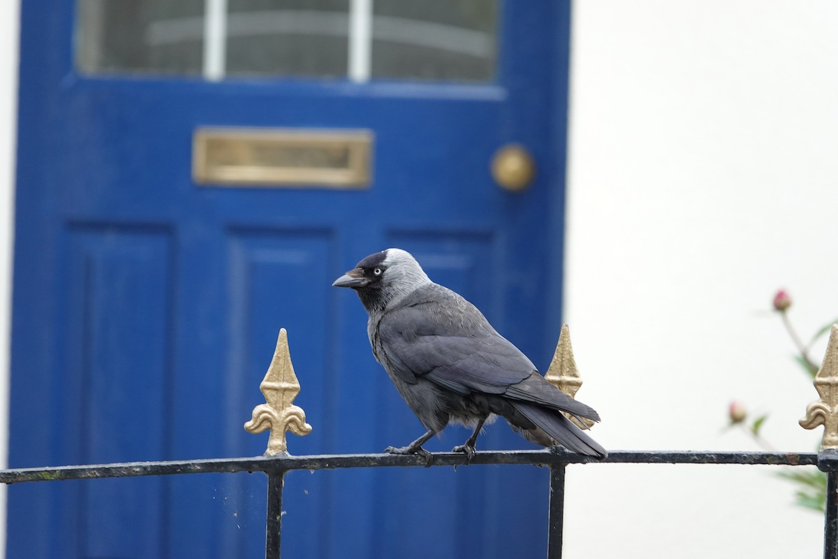 Hooded Crow - ML620278355