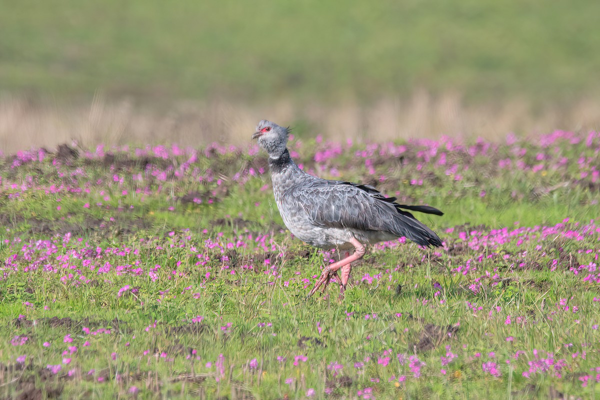 Southern Screamer - ML620278360