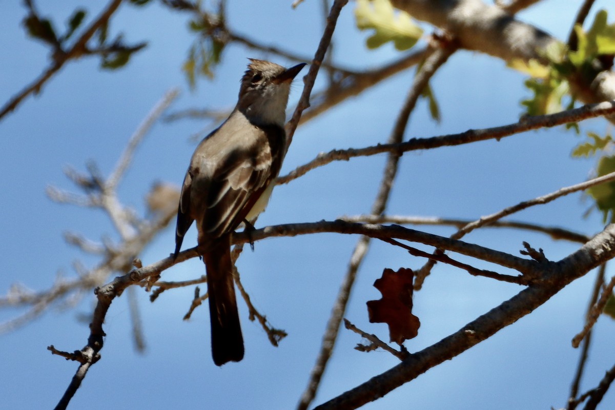 Ash-throated Flycatcher - ML620278365