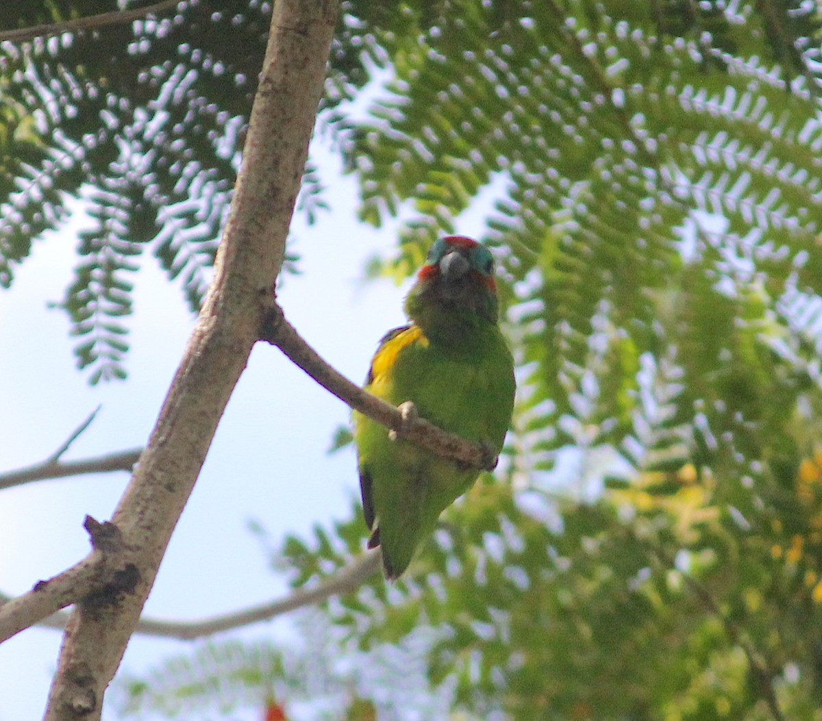 Double-eyed Fig-Parrot - ML620278366