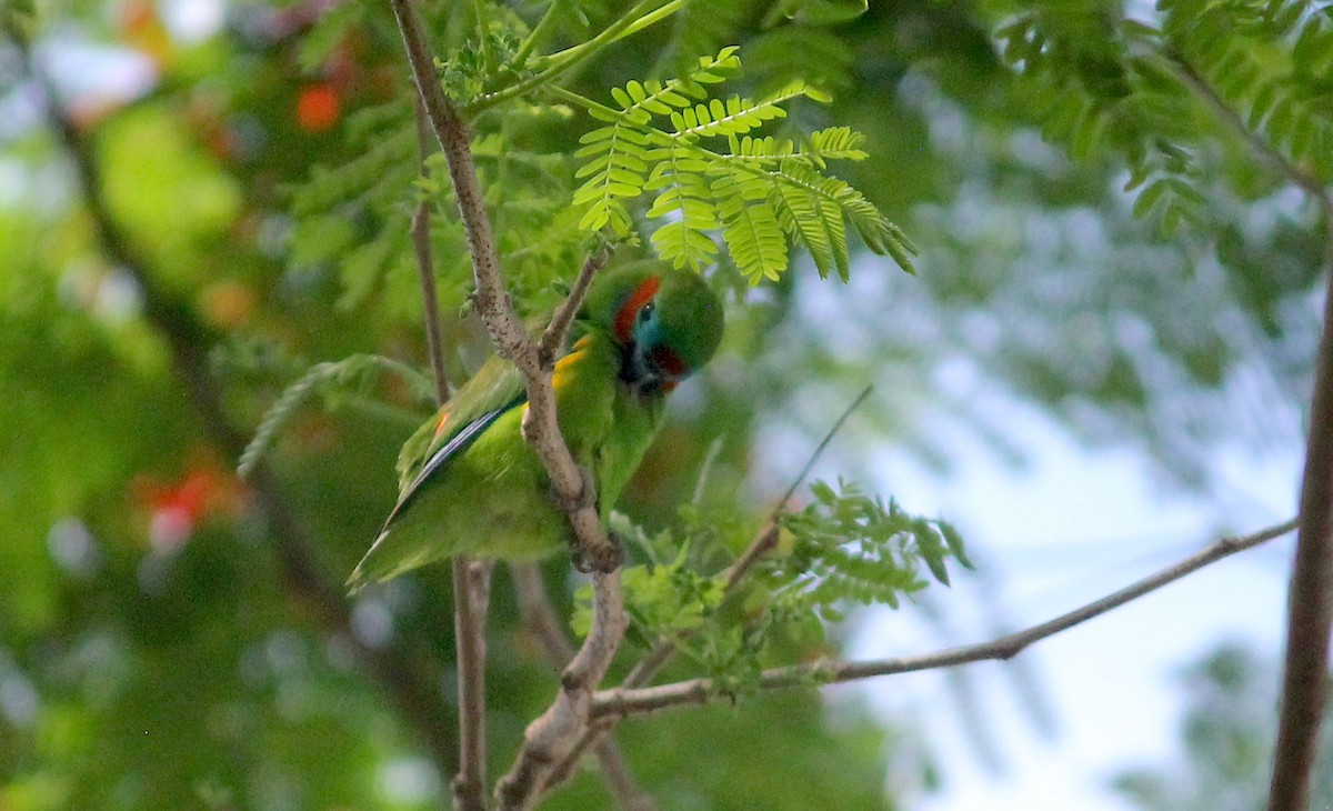 Double-eyed Fig-Parrot - ML620278368