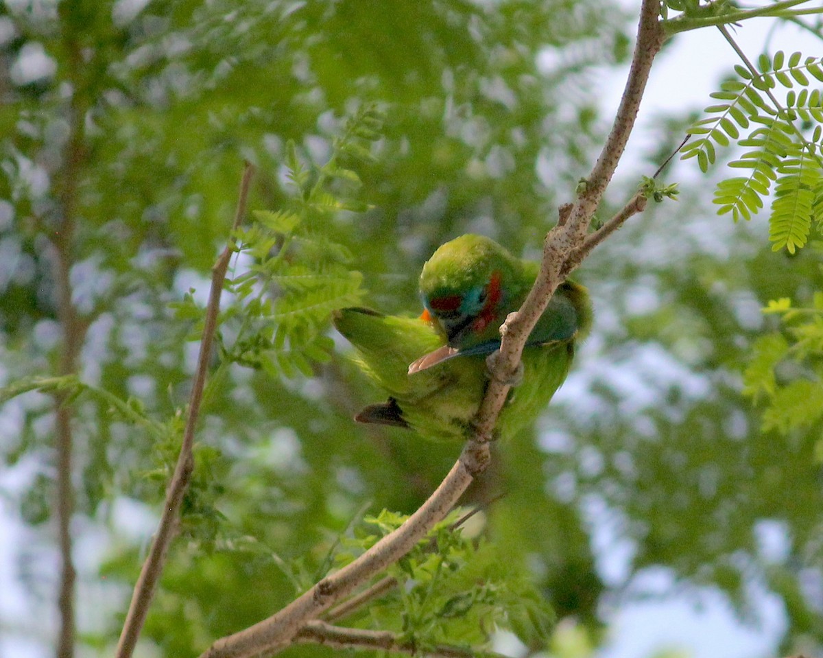 Double-eyed Fig-Parrot - ML620278369