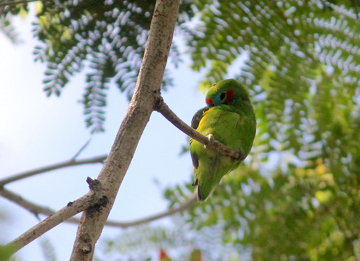 Double-eyed Fig-Parrot - ML620278370