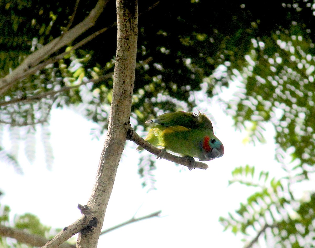 Double-eyed Fig-Parrot - ML620278371