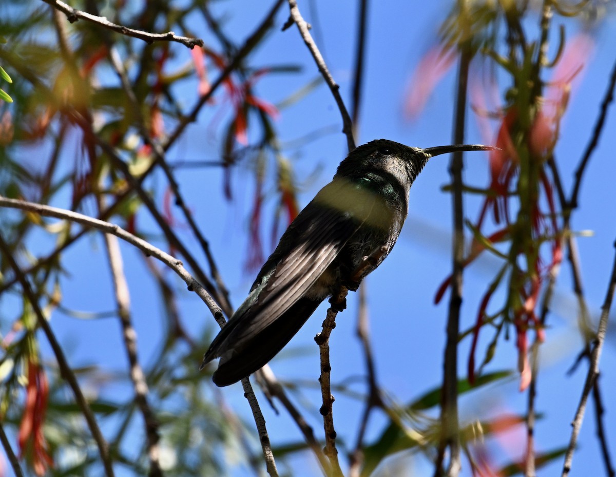 fiolørekolibri - ML620278374