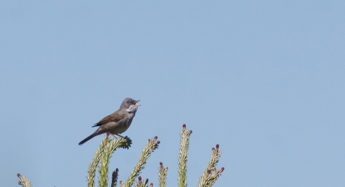 Greater Whitethroat - ML620278380