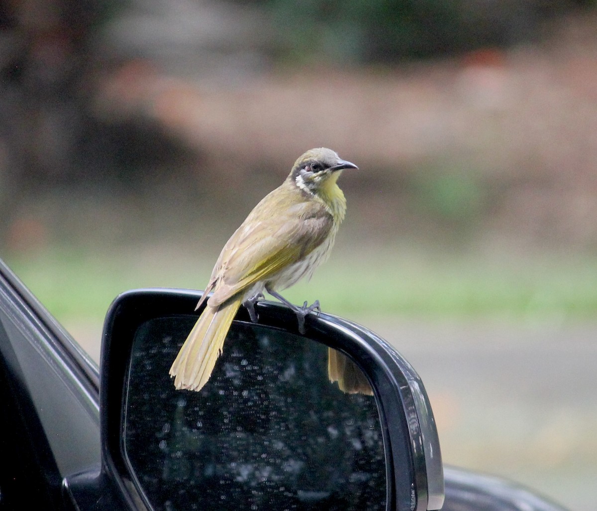 Varied Honeyeater - ML620278382