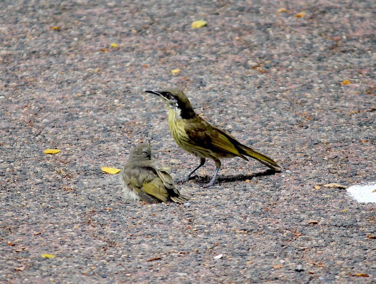 Varied Honeyeater - ML620278383