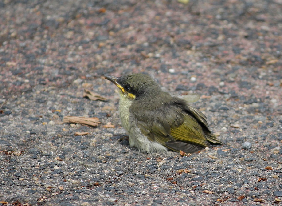 Varied Honeyeater - ML620278384