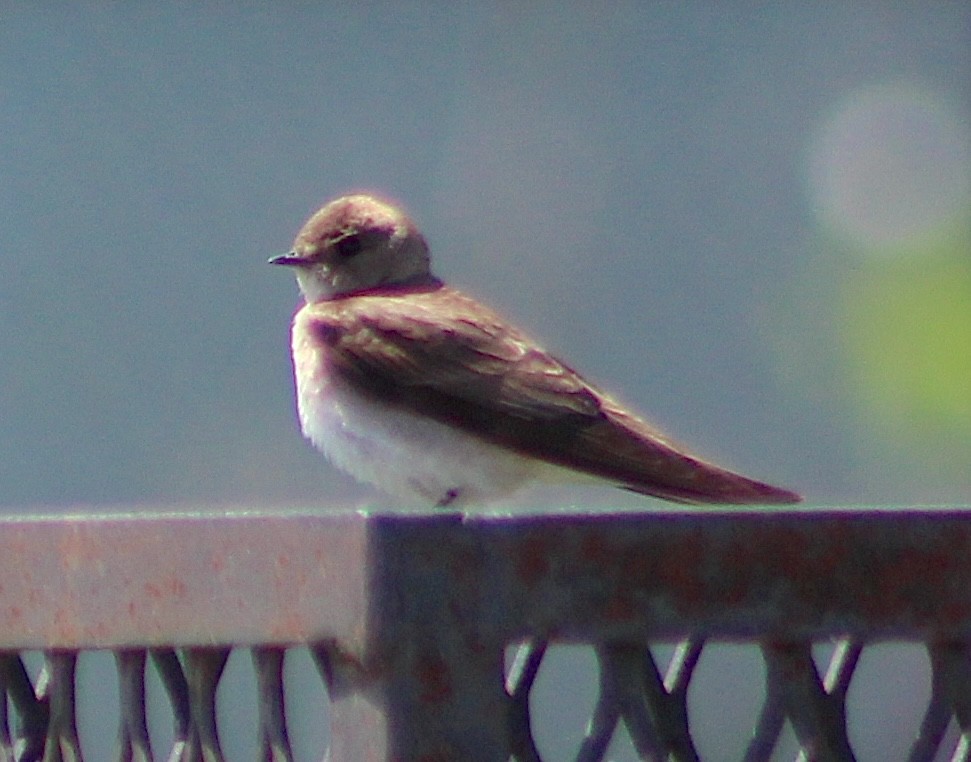 Northern Rough-winged Swallow - ML620278386