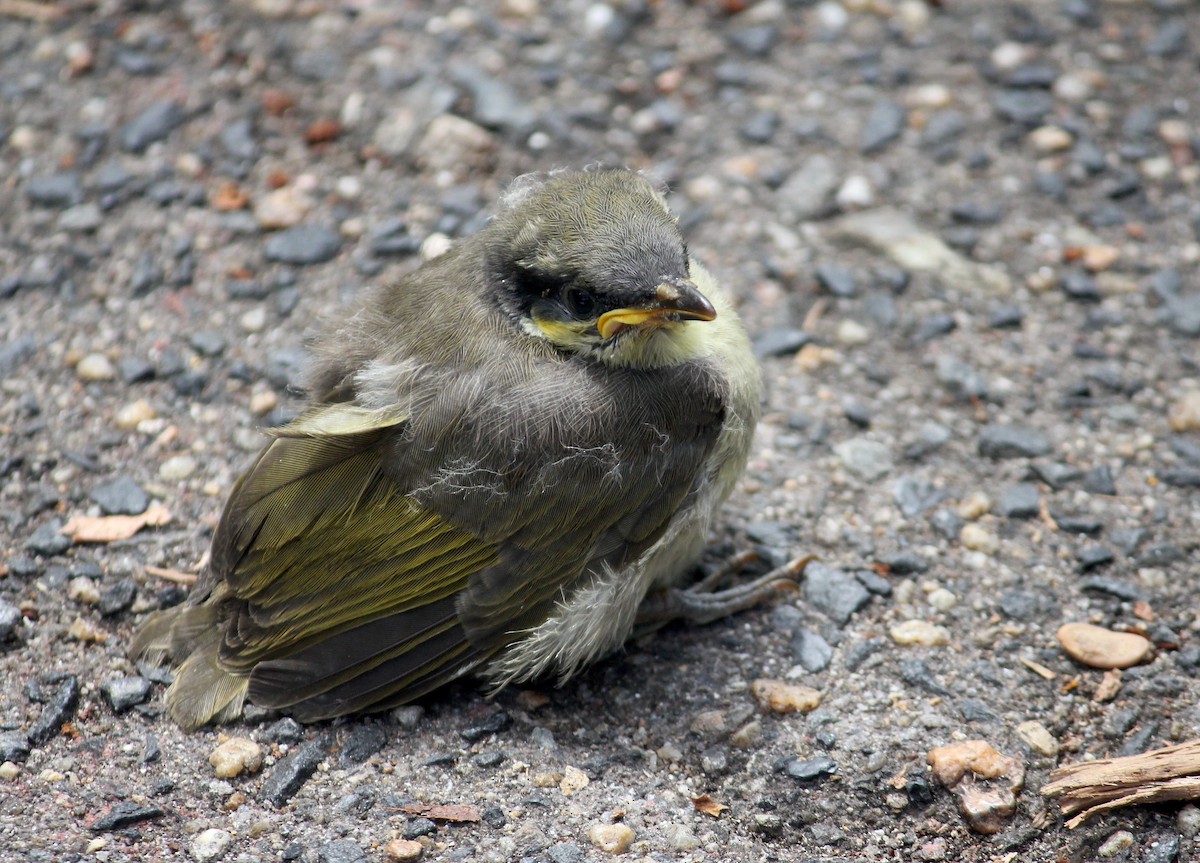 Varied Honeyeater - ML620278387