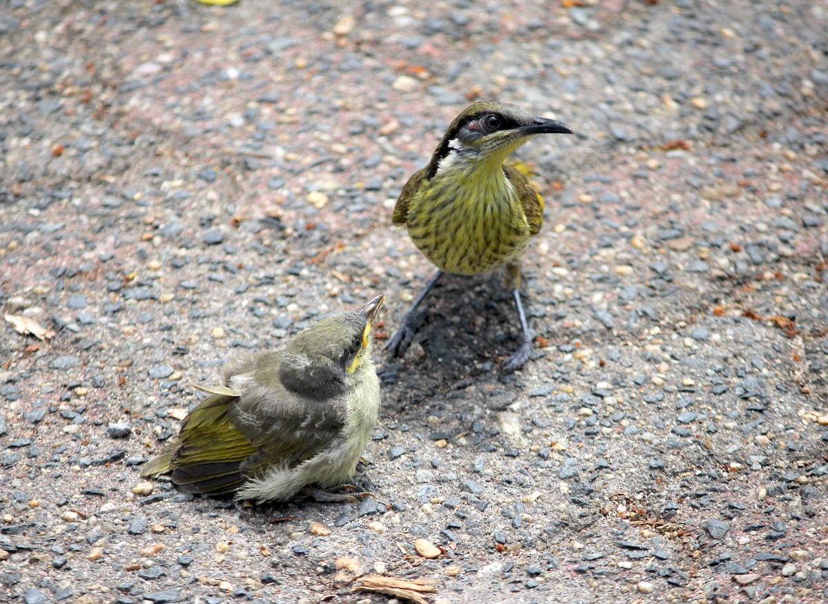 Varied Honeyeater - ML620278388