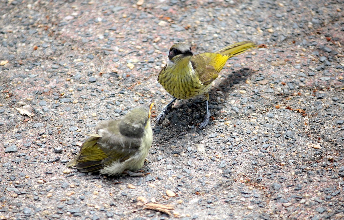 Varied Honeyeater - ML620278390