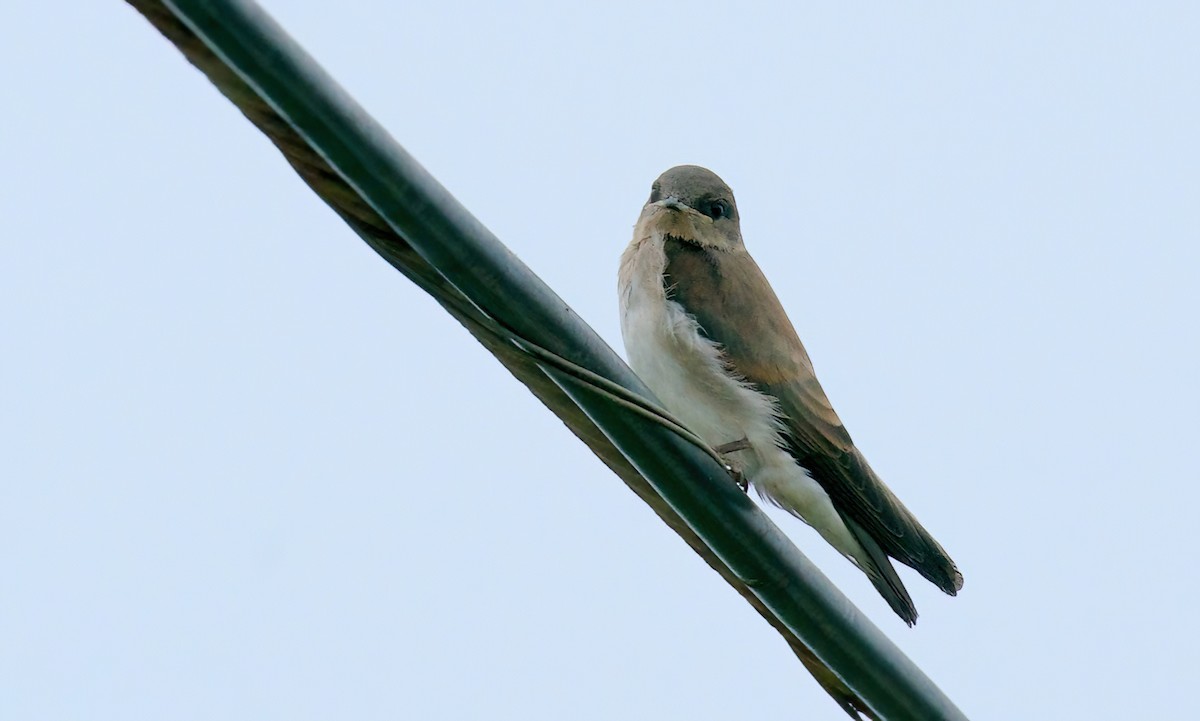 Northern Rough-winged Swallow - ML620278394