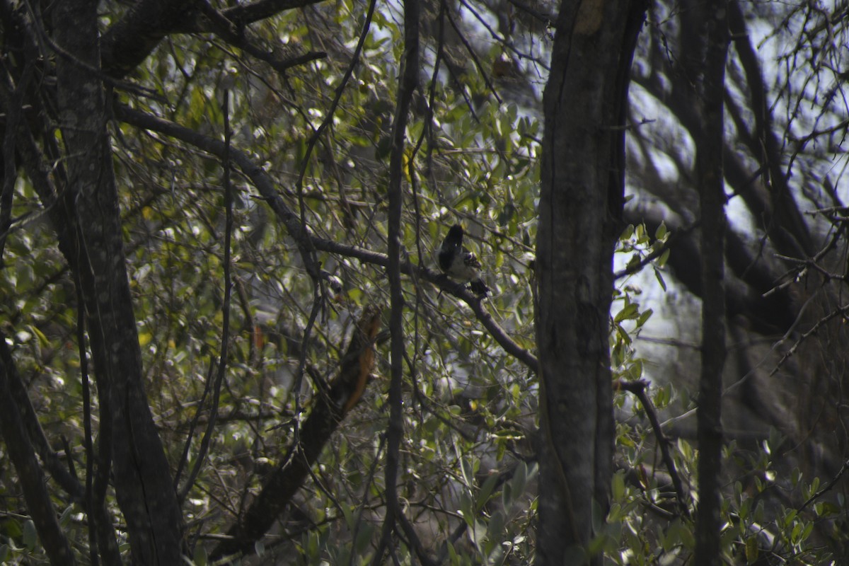 Collared Antshrike - ML620278402