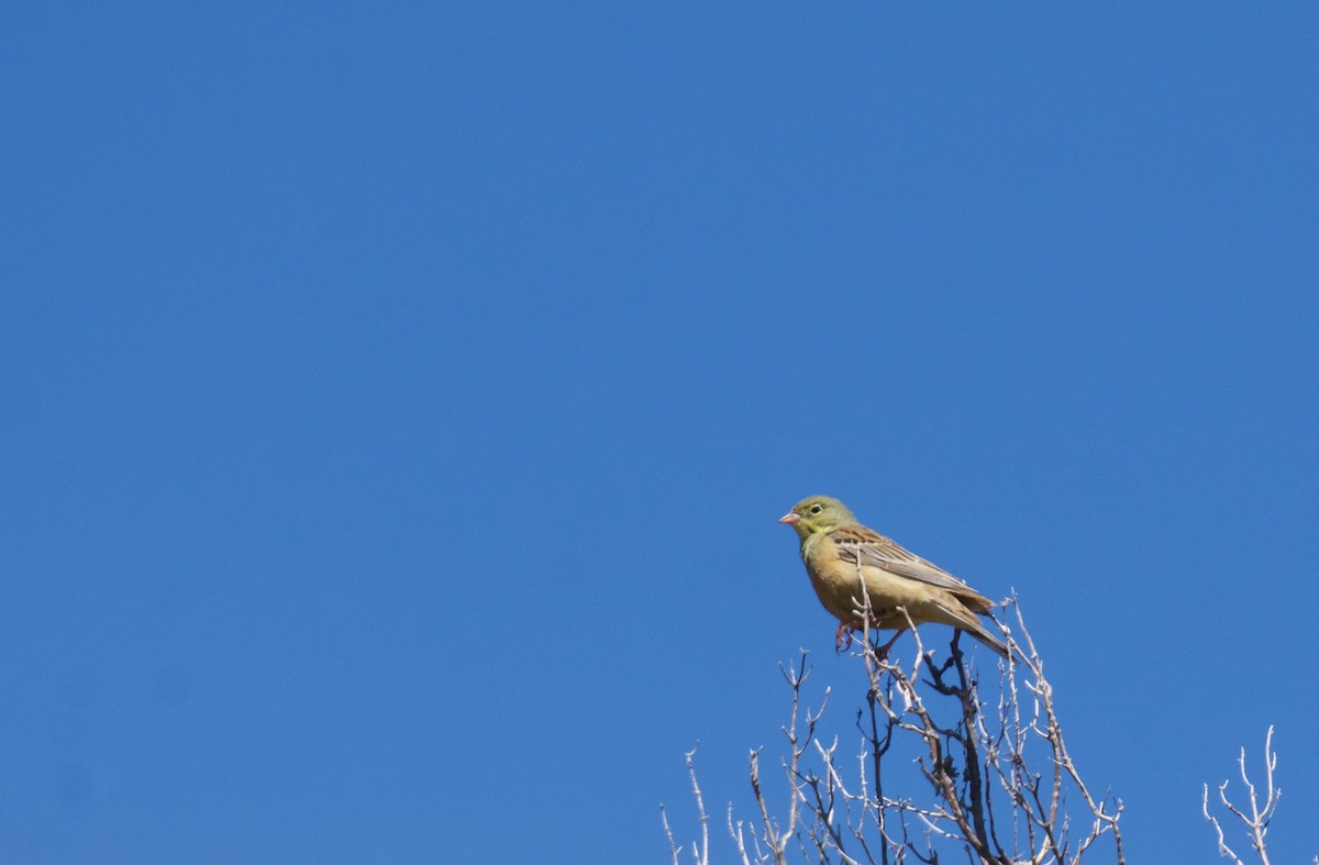 Ortolan Bunting - ML620278407