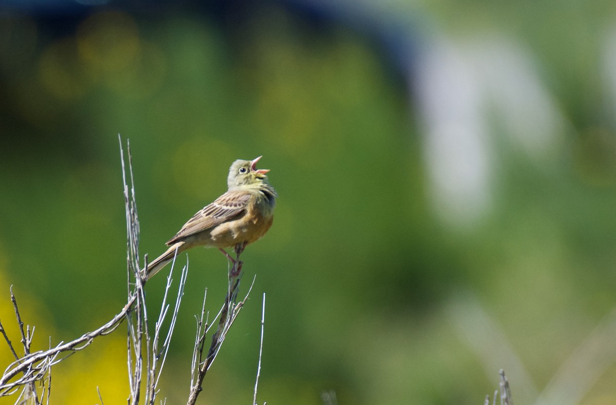 Ortolan Bunting - ML620278408