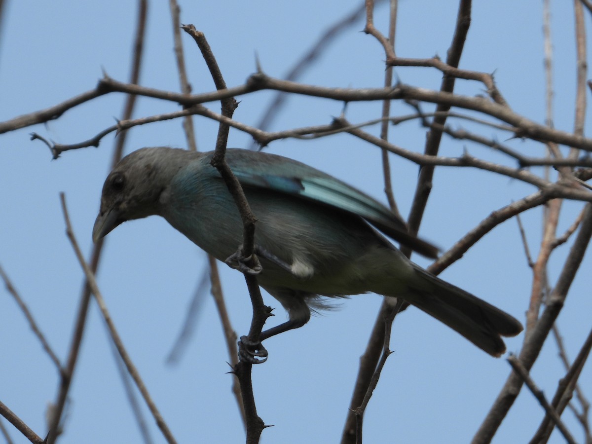Glaucous Tanager - ML620278419