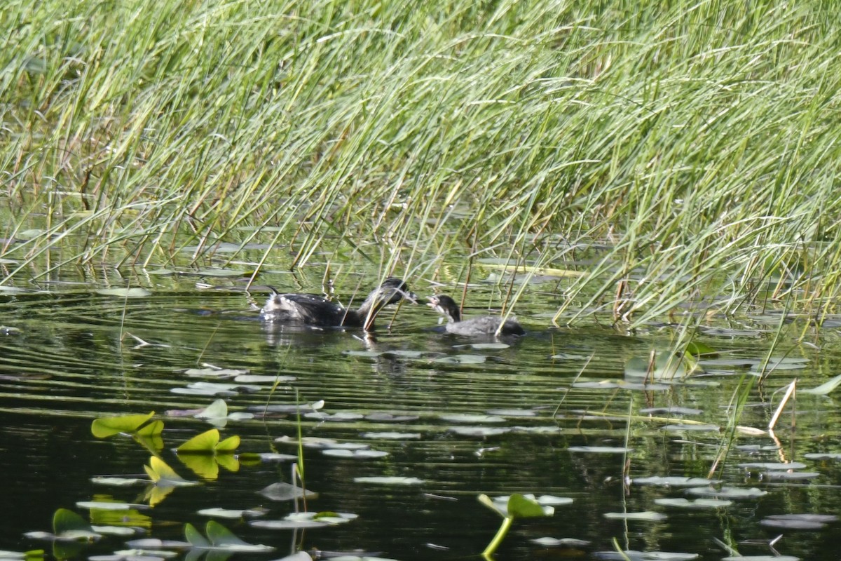 Pied-billed Grebe - ML620278422