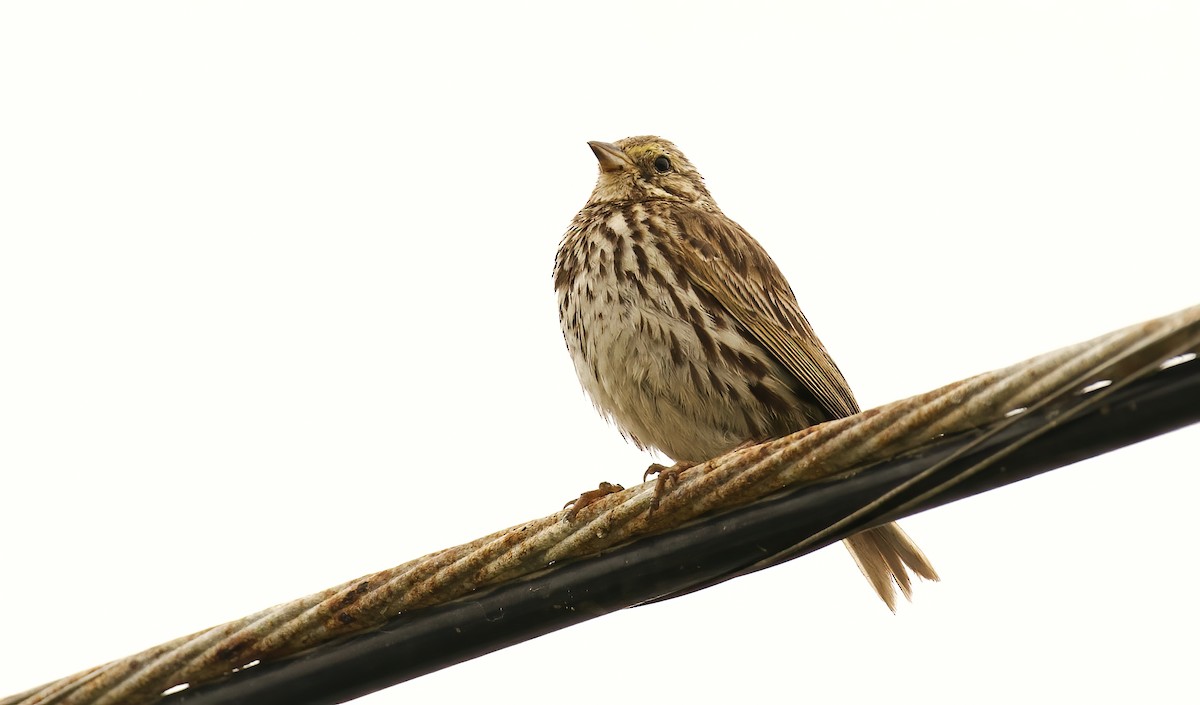 Savannah Sparrow (Belding's) - ML620278428