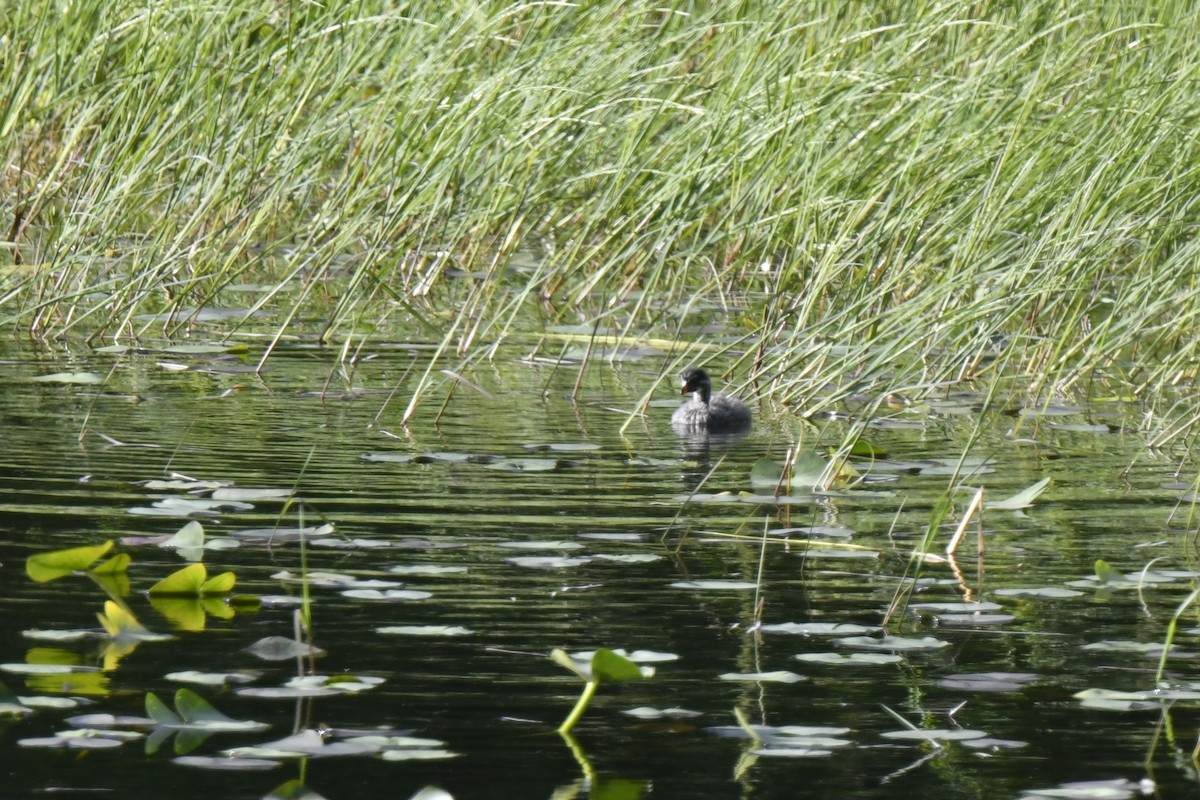 Pied-billed Grebe - ML620278429