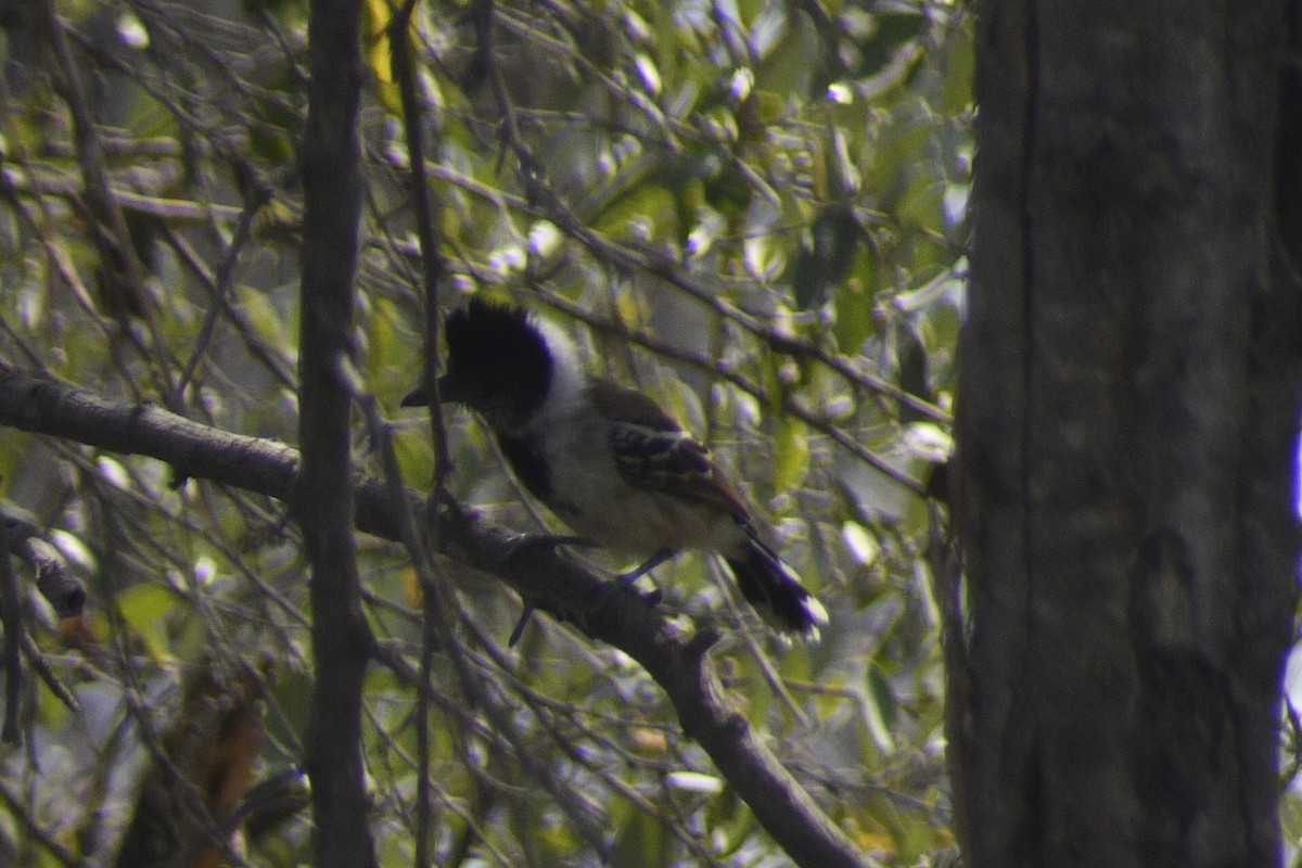 Collared Antshrike - ML620278432