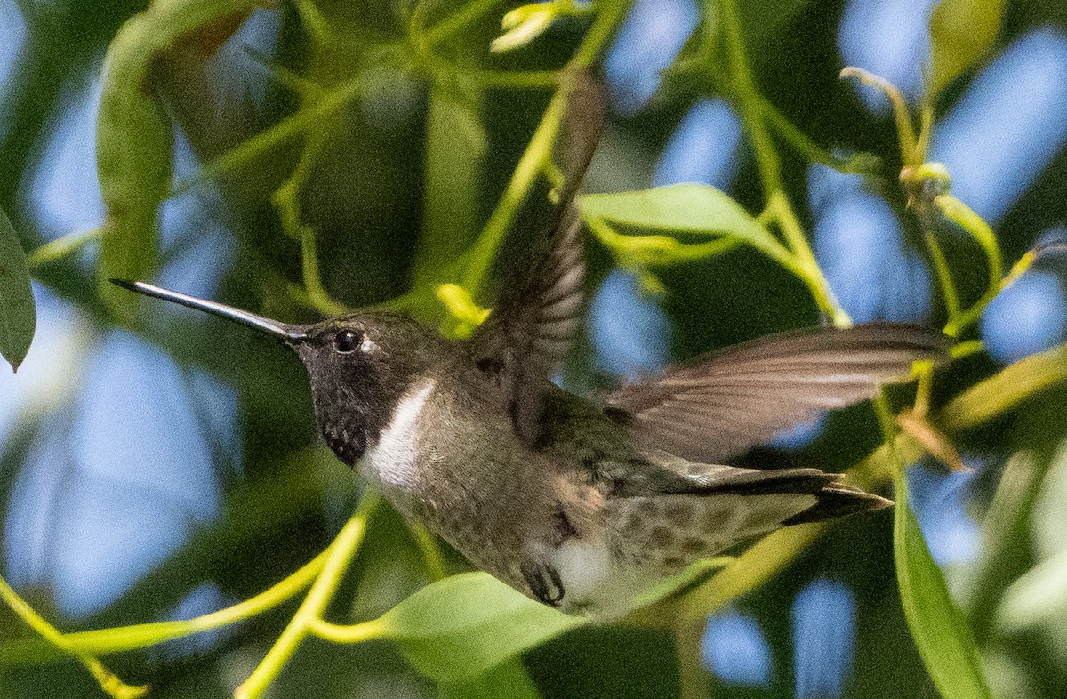 Black-chinned Hummingbird - ML620278437