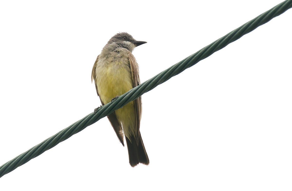 Cassin's Kingbird - ML620278445