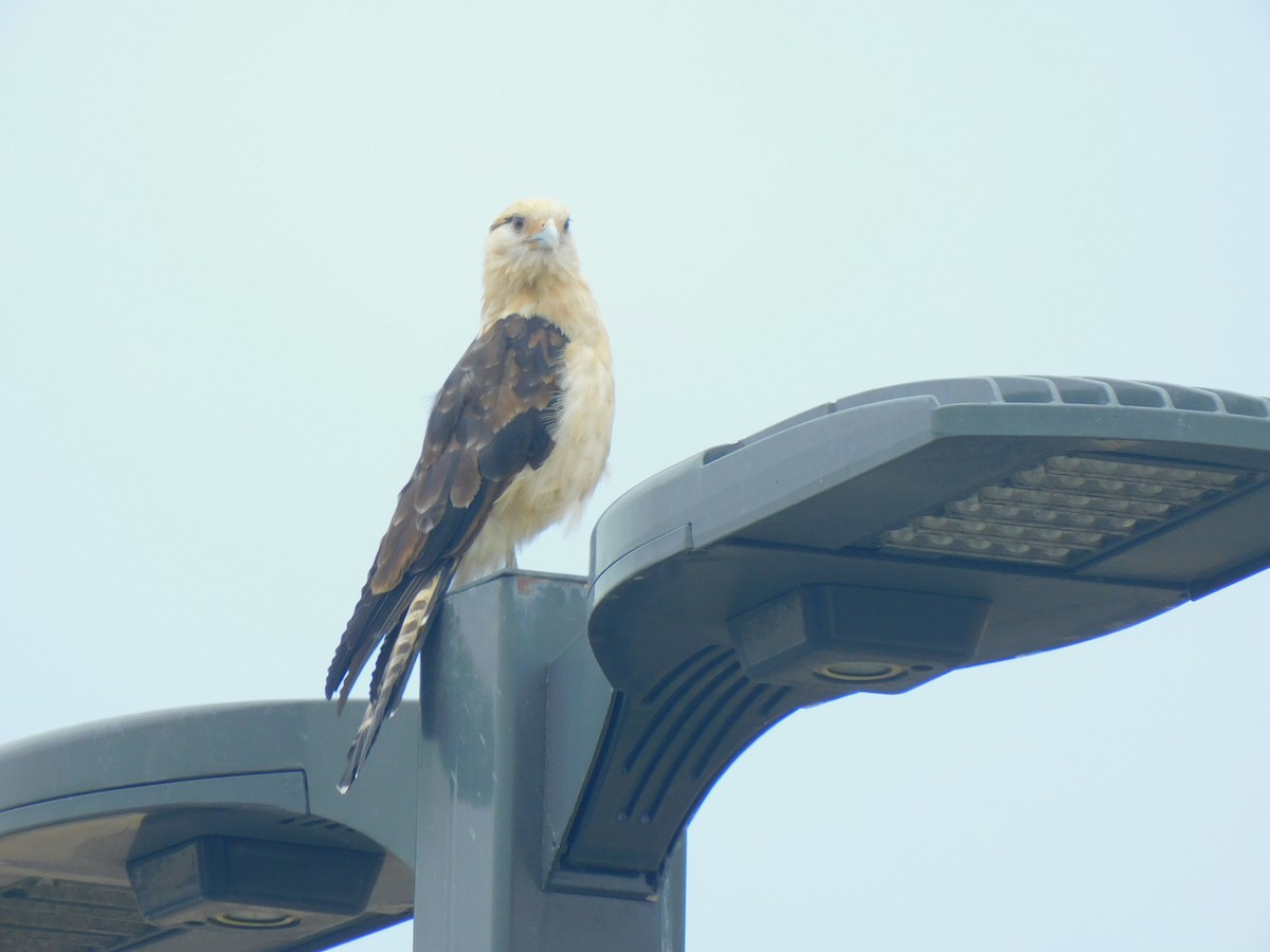 Caracara à tête jaune - ML620278450