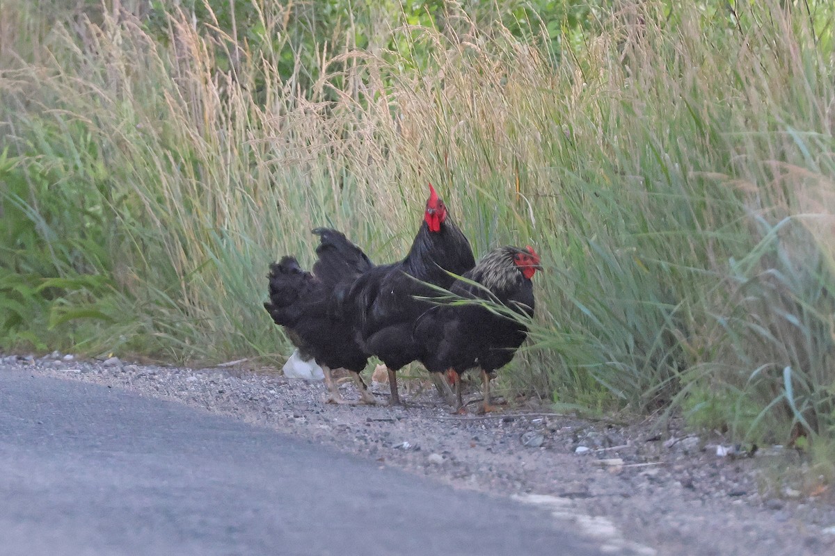 Red Junglefowl (Domestic type) - ML620278452