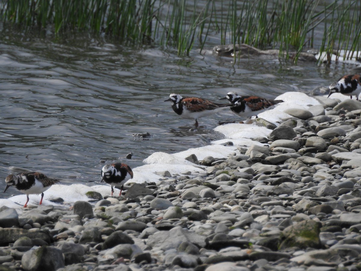 Ruddy Turnstone - ML620278454