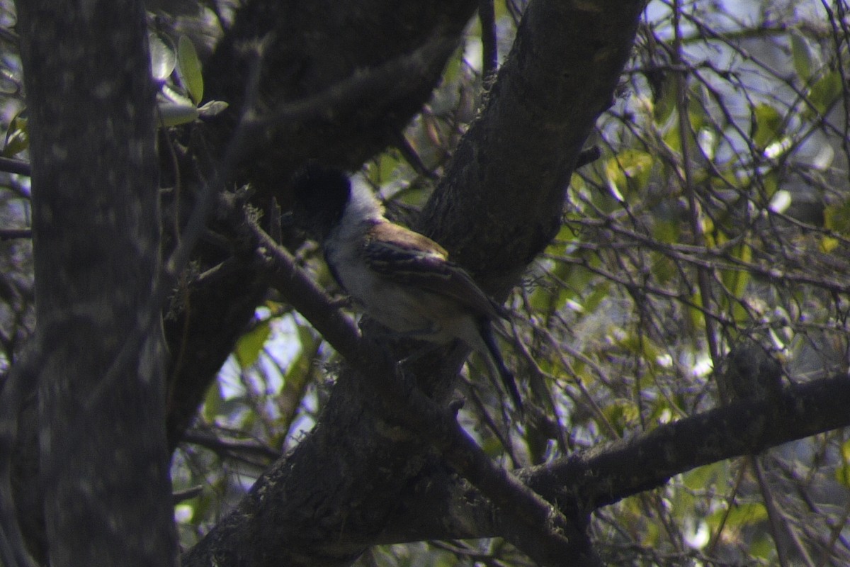 Collared Antshrike - ML620278467