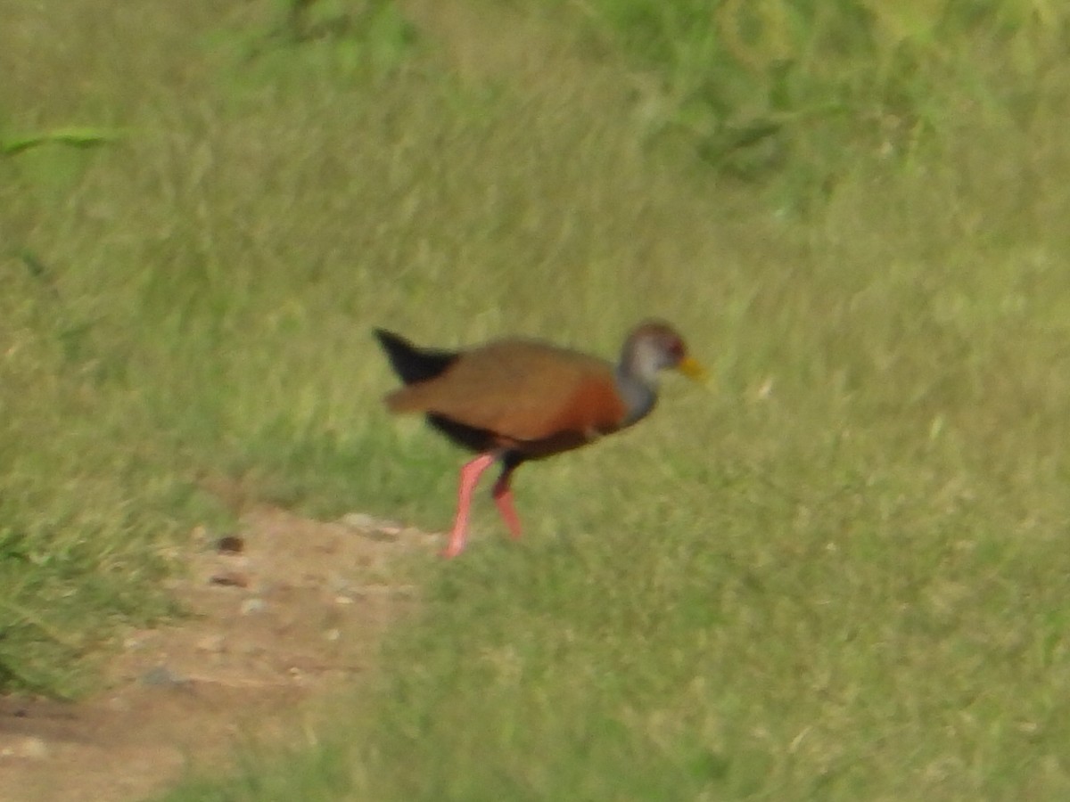 Gray-cowled Wood-Rail - ML620278472