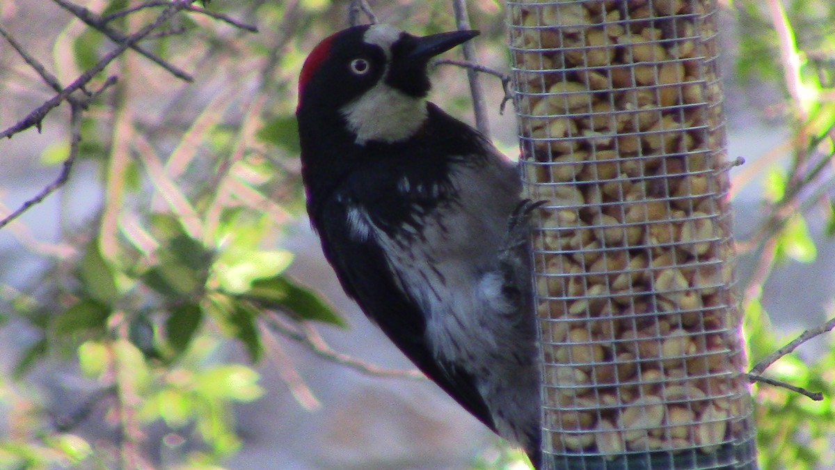 Acorn Woodpecker - ML620278474