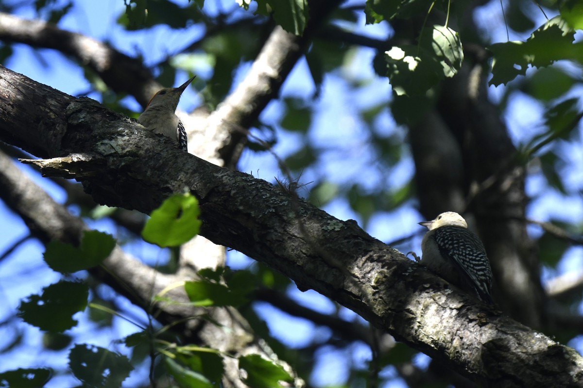 Red-bellied Woodpecker - ML620278475