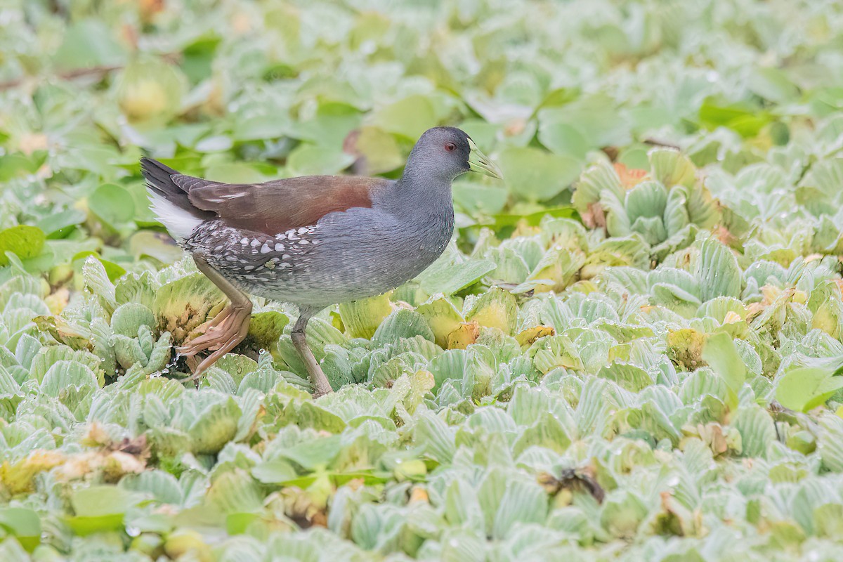 Gallinule à face noire - ML620278477