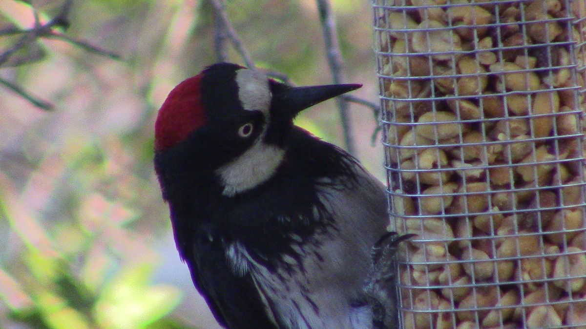Acorn Woodpecker - ML620278478