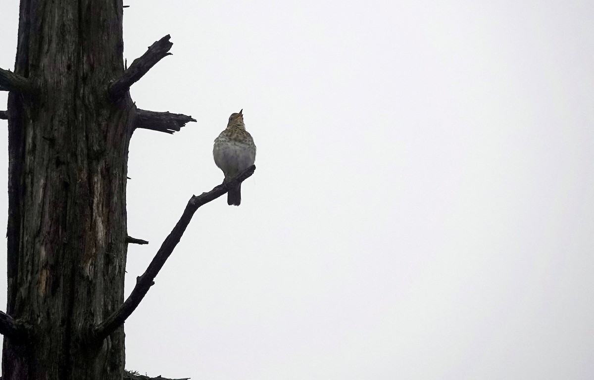 Swainson's Thrush - Sophia Wong