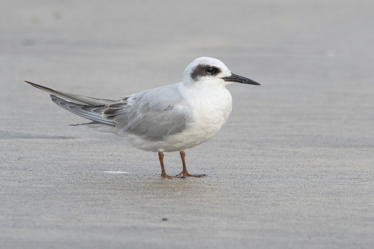 Snowy-crowned Tern - ML620278481