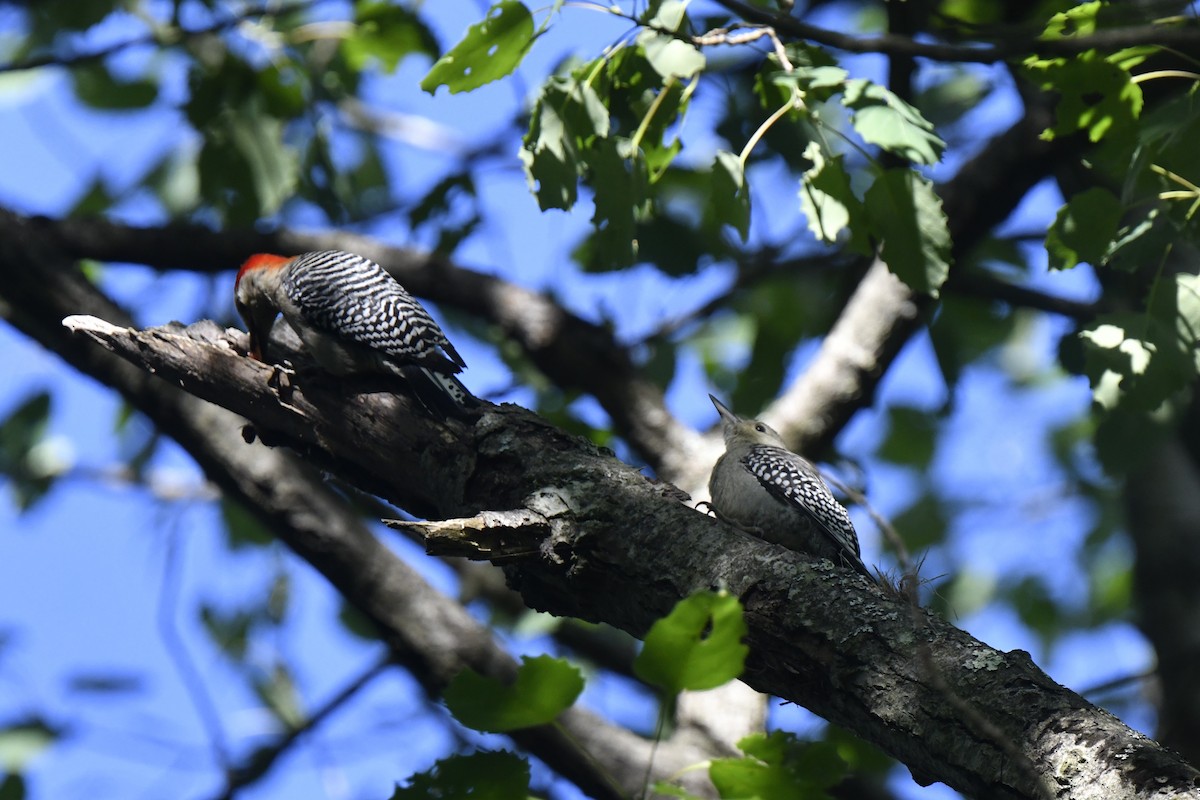 Red-bellied Woodpecker - ML620278482
