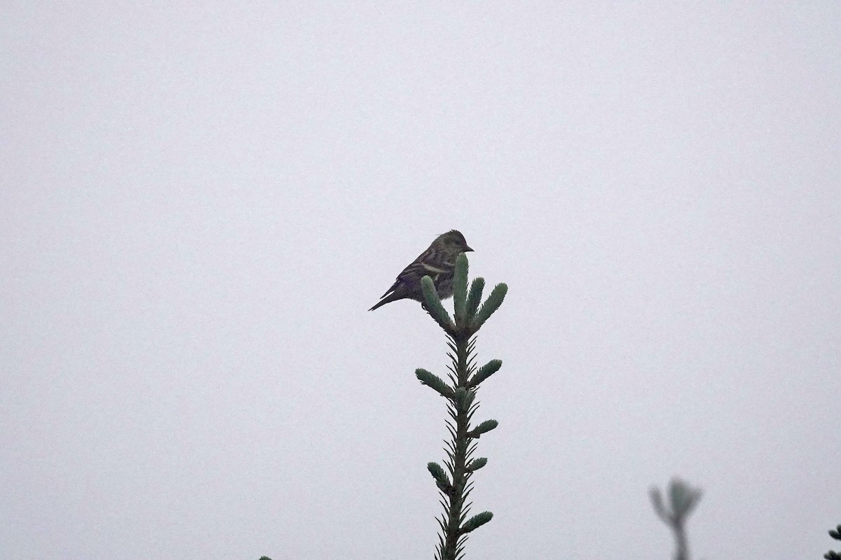 Pine Siskin - ML620278483