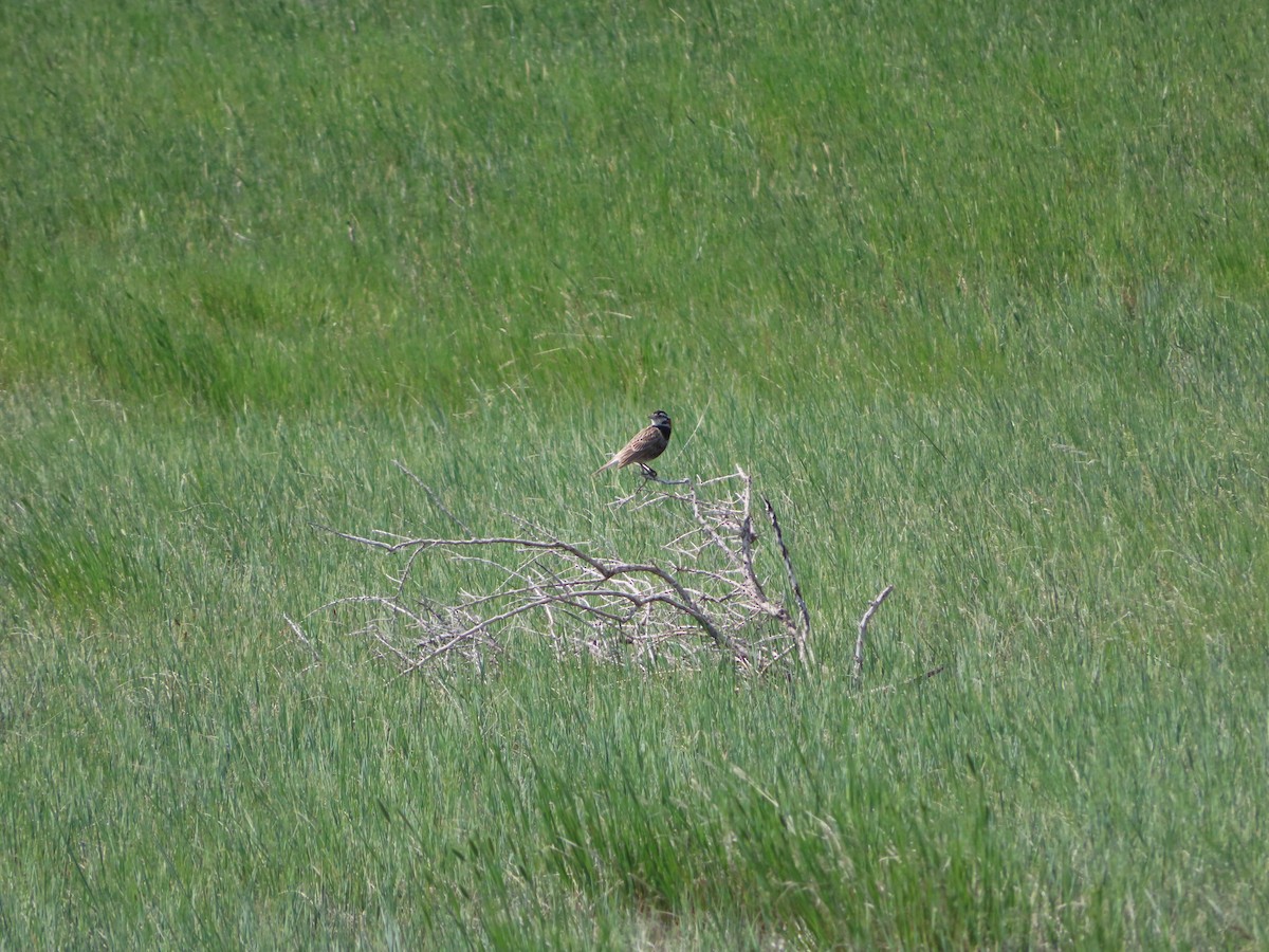 Chestnut-collared Longspur - ML620278493