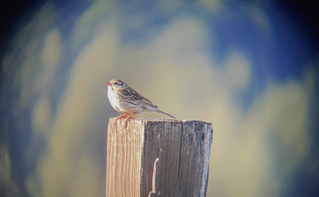 Savannah Sparrow - ML620278503