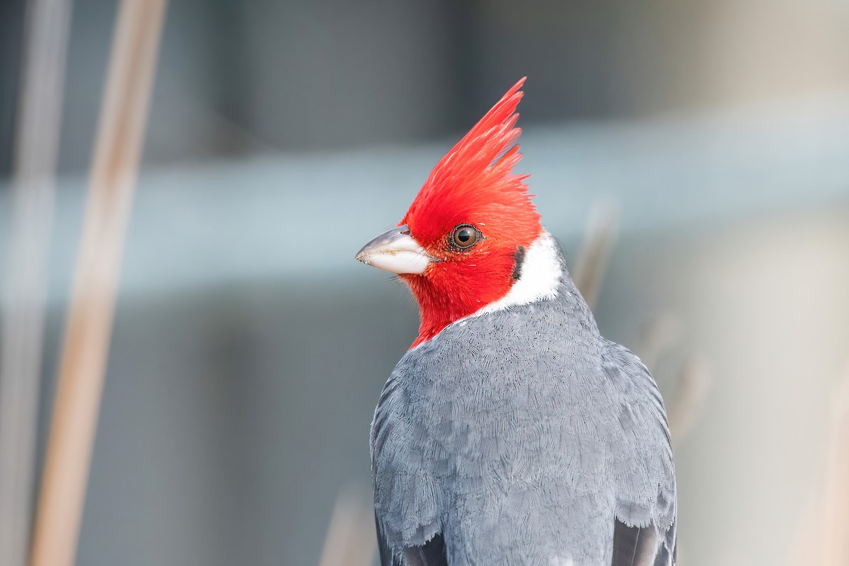 Red-crested Cardinal - ML620278512