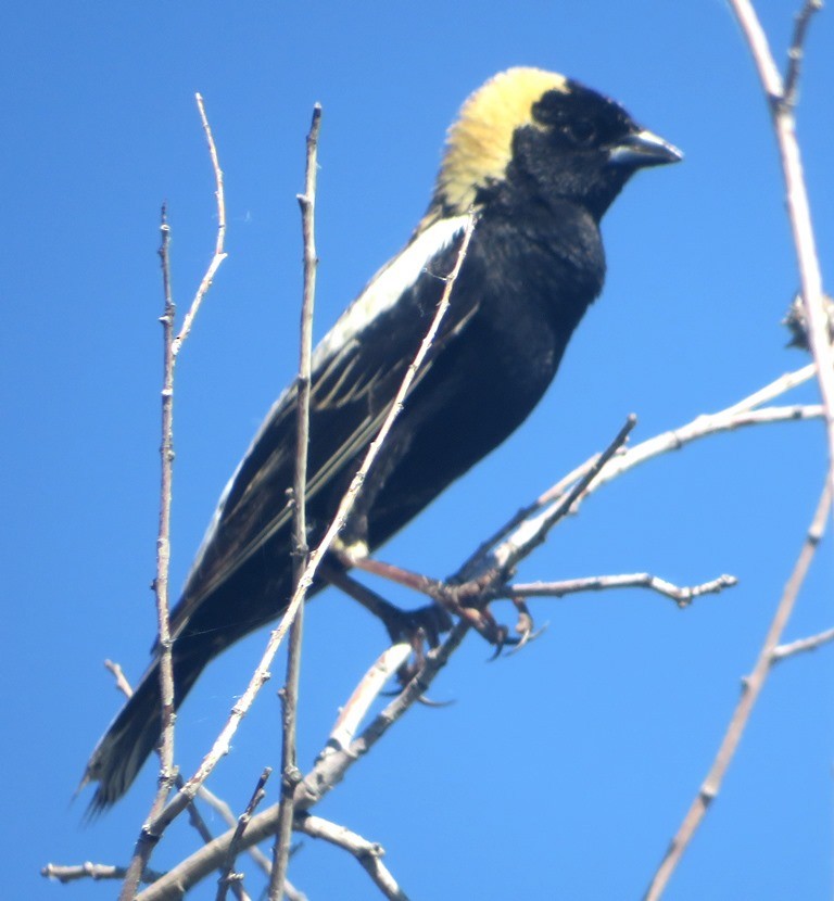 Bobolink - ML620278515