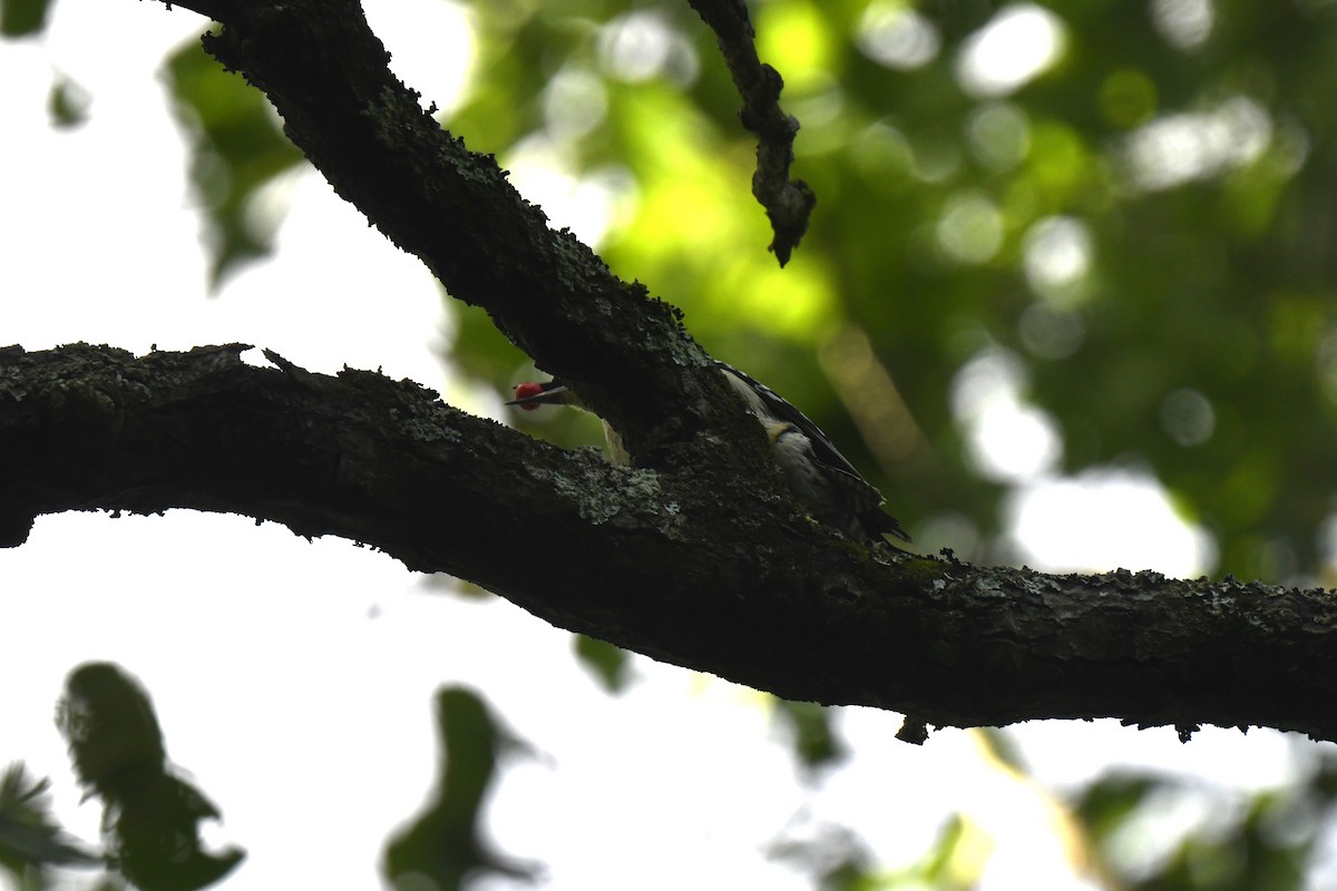 Red-bellied Woodpecker - ML620278529