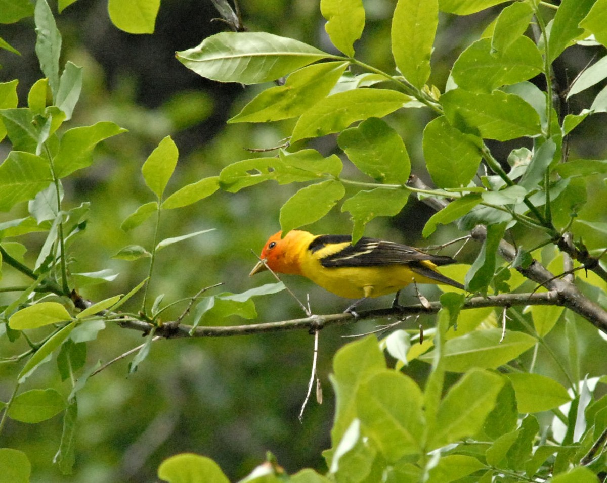 Western Tanager - ML620278530